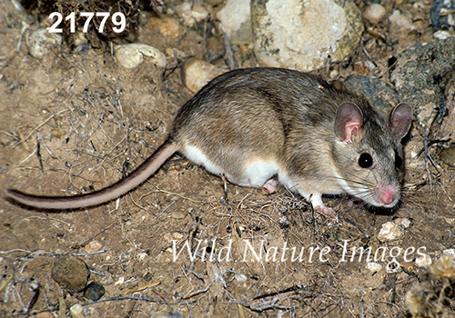 White-toothed Woodrat (Neotoma leucodon)